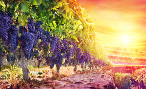 Purple Grapes In Scenic Vineyard